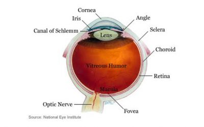 How The Eye’s Different Parts Power Your Vision